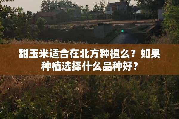 甜玉米适合在北方种植么？如果种植选择什么品种好？