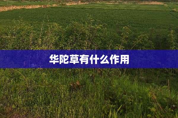 华陀草有什么作用