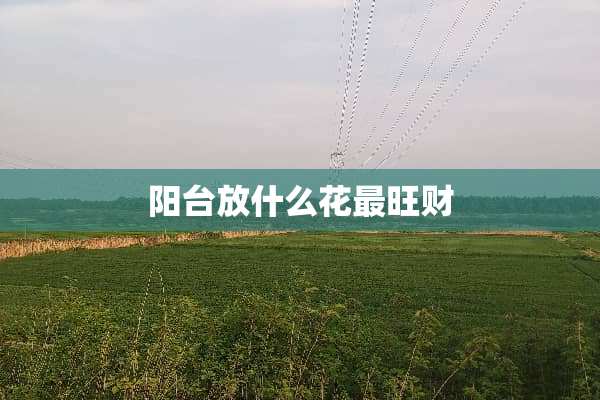 阳台放什么花最旺财
