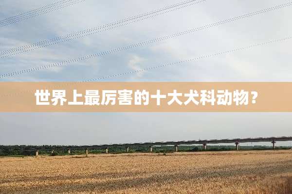 世界上最厉害的十大犬科动物？