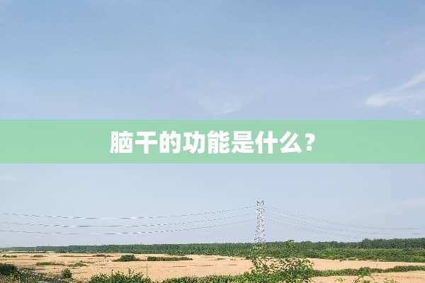 脑干的功能是什么？