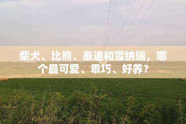 柴犬、比熊、泰迪和雪纳瑞，哪个最可爱、乖巧、好养？