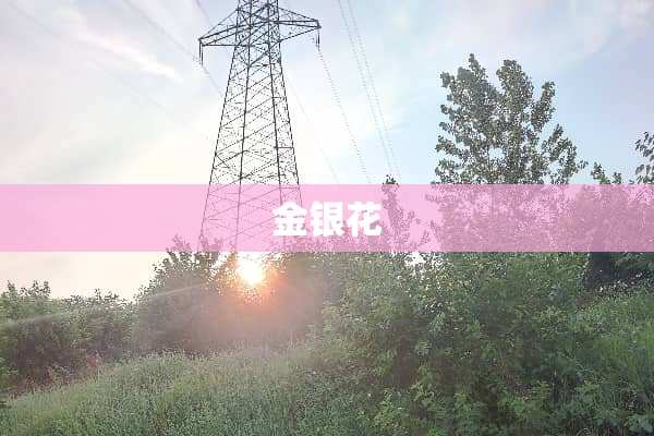 金银花