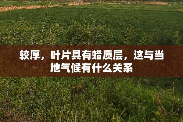 较厚，叶片具有蜡质层，这与当地气候有什么关系