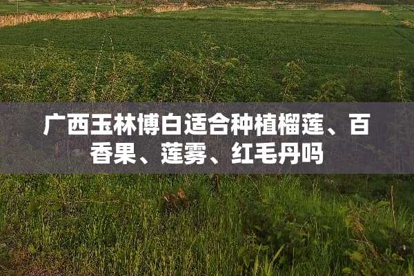 广西玉林博白适合种植榴莲、百香果、莲雾、红毛丹吗