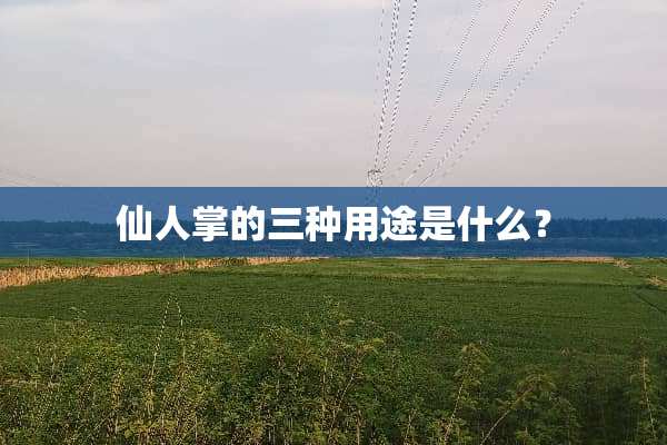 仙人掌的三种用途是什么？