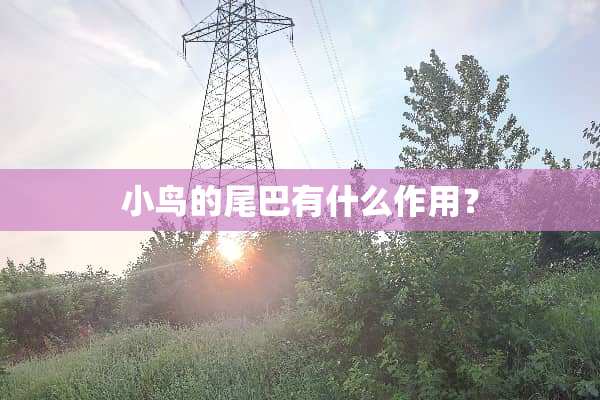 小鸟的尾巴有什么作用？