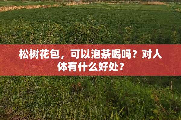 松树花包，可以泡茶喝吗？对人体有什么好处？