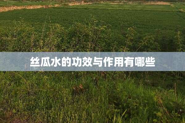 丝瓜水的功效与作用有哪些