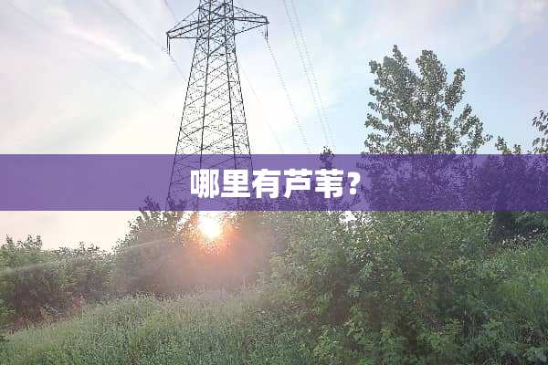 哪里有芦苇？