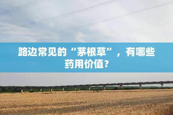 路边常见的“茅根草”，有哪些药用价值？