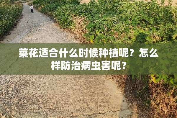 菜花适合什么时候种植呢？怎么样防治病虫害呢？