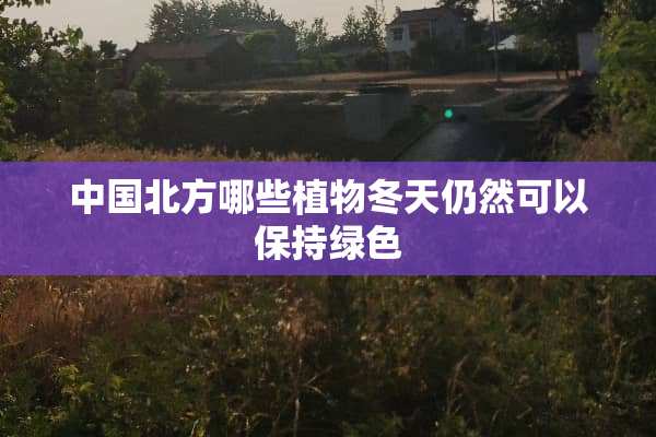 中国北方哪些植物冬天仍然可以保持绿色