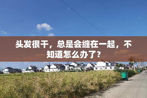 头发很干，总是会缠在一起，不知道怎么办了？