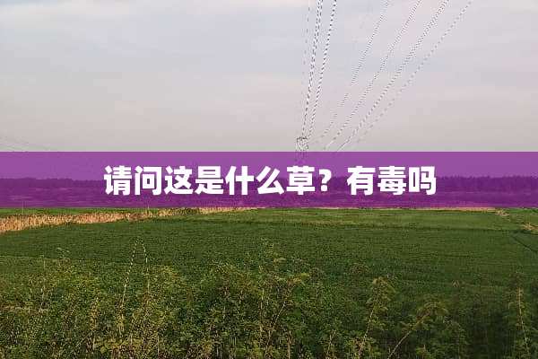 请问这是什么草？有毒吗