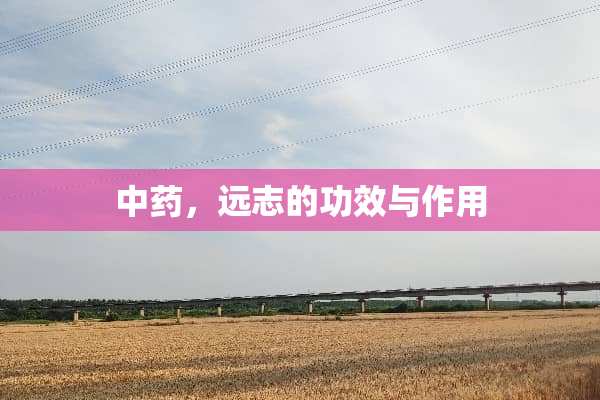 中药，远志的功效与作用