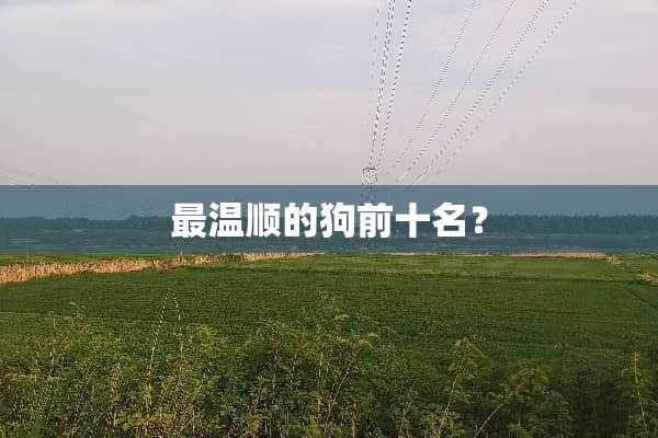 最温顺的狗前十名？