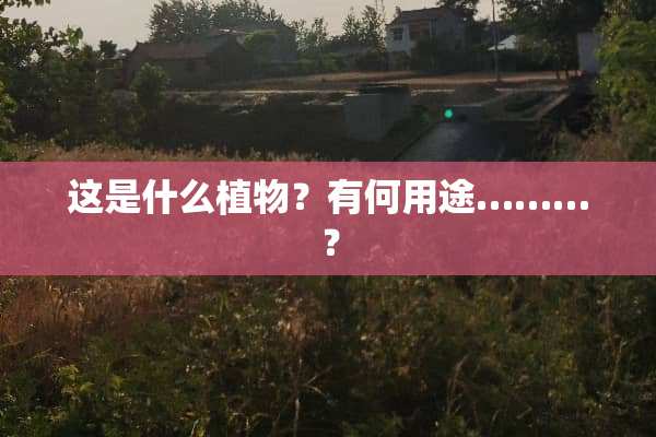 这是什么植物？有何用途………？
