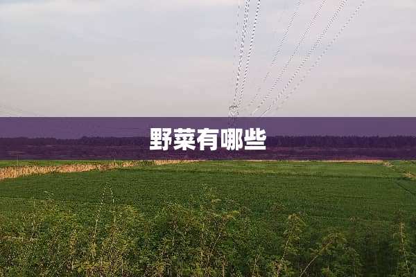 野菜有哪些