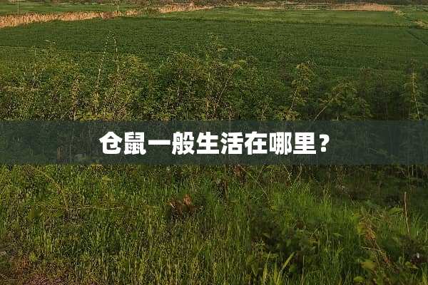 仓鼠一般生活在哪里？