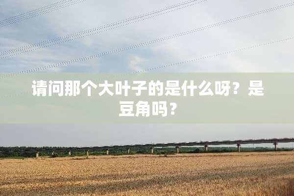 请问那个大叶子的是什么呀？是豆角吗？