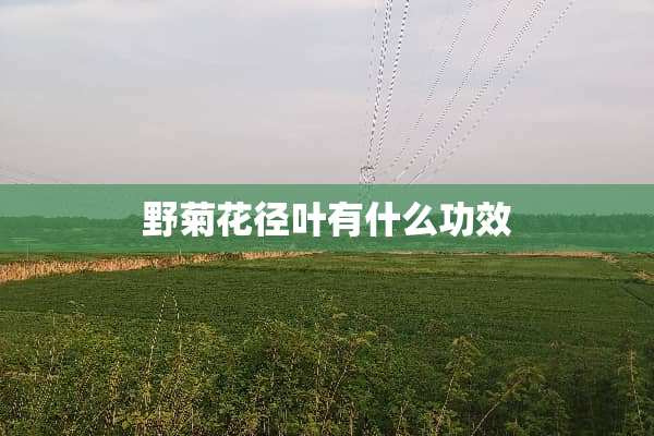 野菊花径叶有什么功效