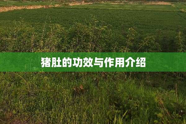 猪肚的功效与作用介绍