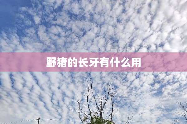 野猪的长牙有什么用