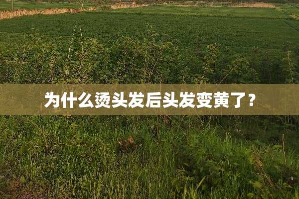 为什么烫头发后头发变黄了？
