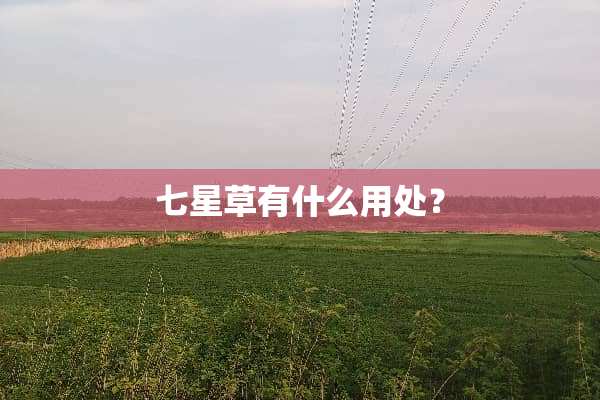 七星草有什么用处？