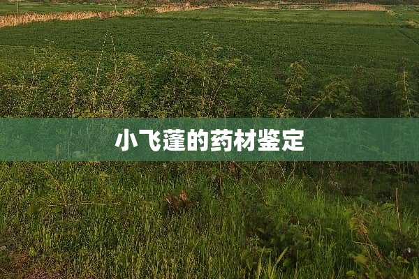 小飞蓬的药材鉴定
