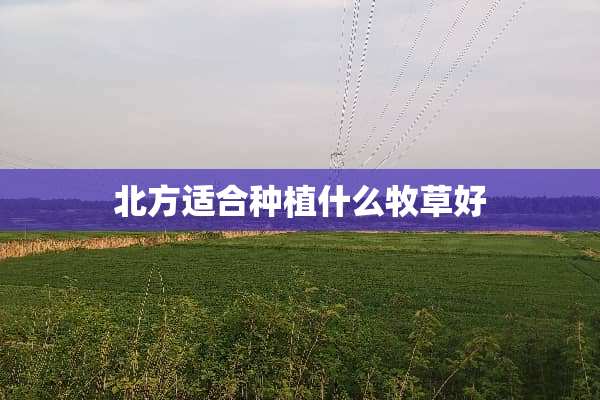北方适合种植什么牧草好