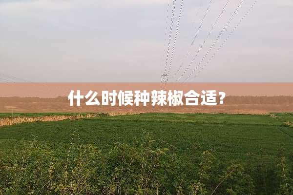 什么时候种辣椒合适？