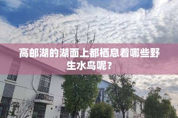 高邮湖的湖面上都栖息着哪些野生水鸟呢？