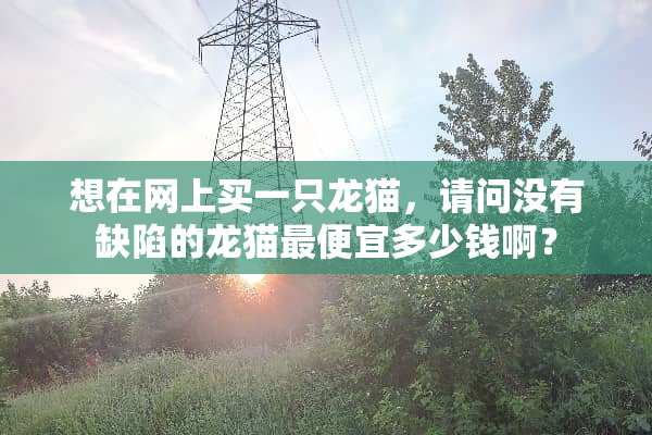 想在网上买一只龙猫，请问没有**的龙猫最便宜多少钱啊？