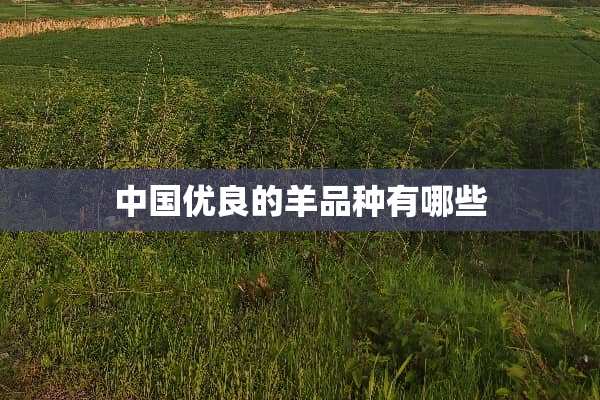 中国优良的羊品种有哪些
