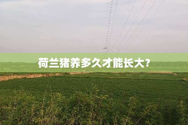 荷兰猪养多久才能长大？
