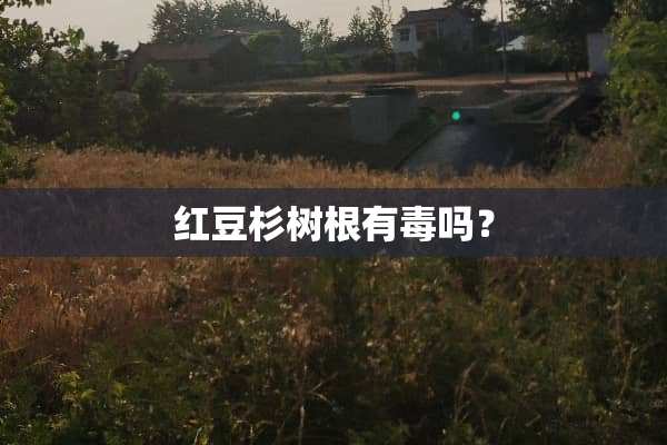 红豆杉树根有毒吗？