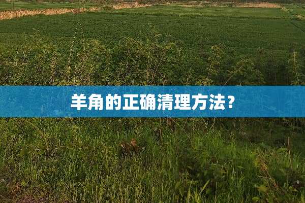 羊角的正确清理方法？