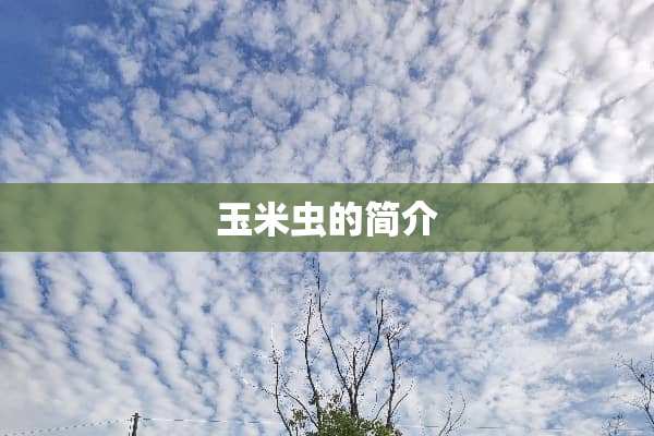 玉米虫的简介
