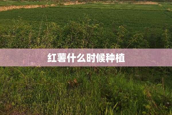 红薯什么时候种植