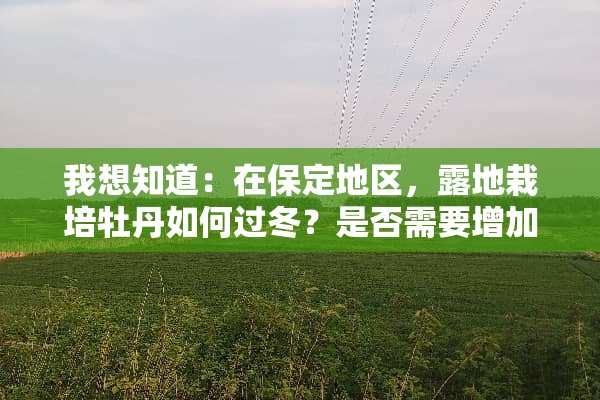 我想知道：在保定地区，露地栽培牡丹如何过冬？是否需要增加防护措施？