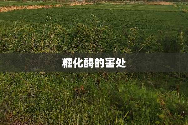糖化酶的害处