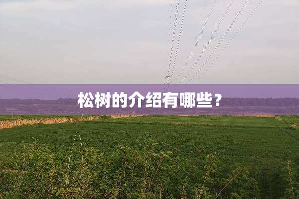 松树的介绍有哪些？