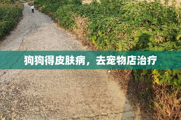 狗狗得皮肤病，去宠物店治疗