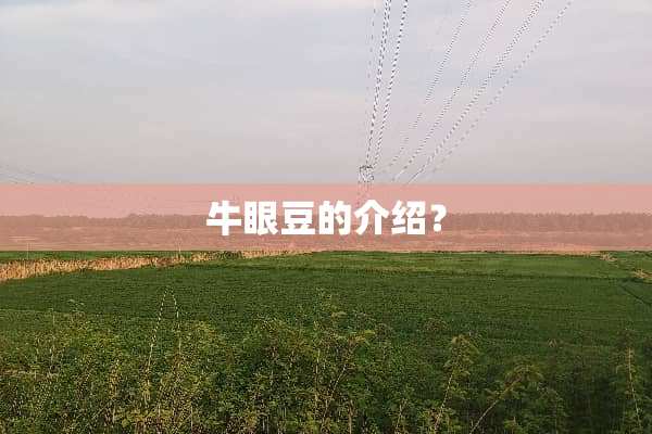 牛眼豆的介绍？