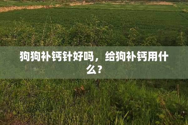 狗狗补钙针好吗，给狗补钙用什么？