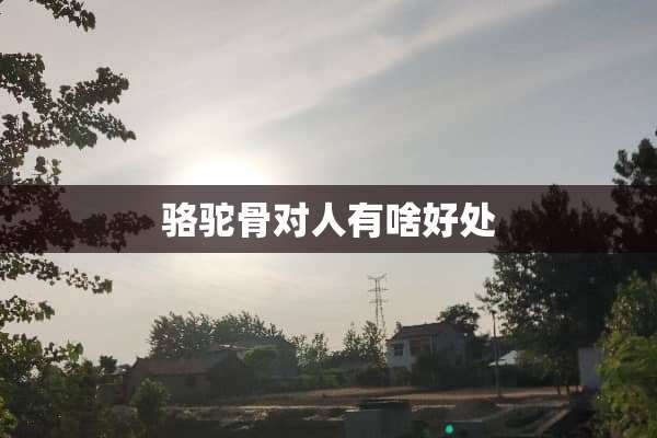 骆驼骨对人有啥好处