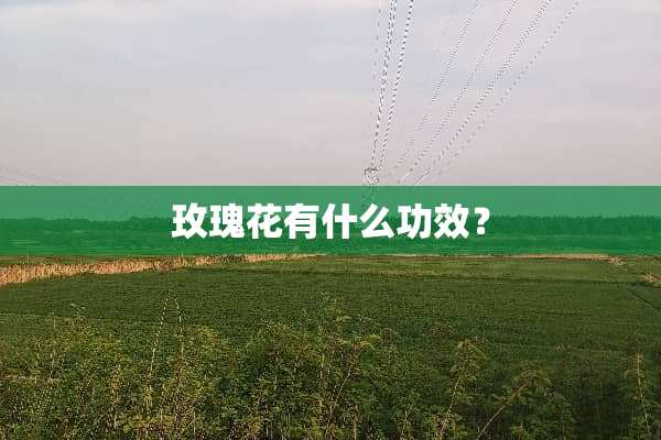 玫瑰花有什么功效？