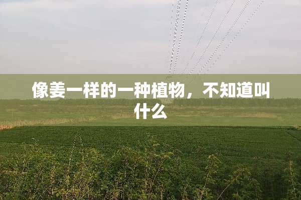 像姜一样的一种植物，不知道叫什么